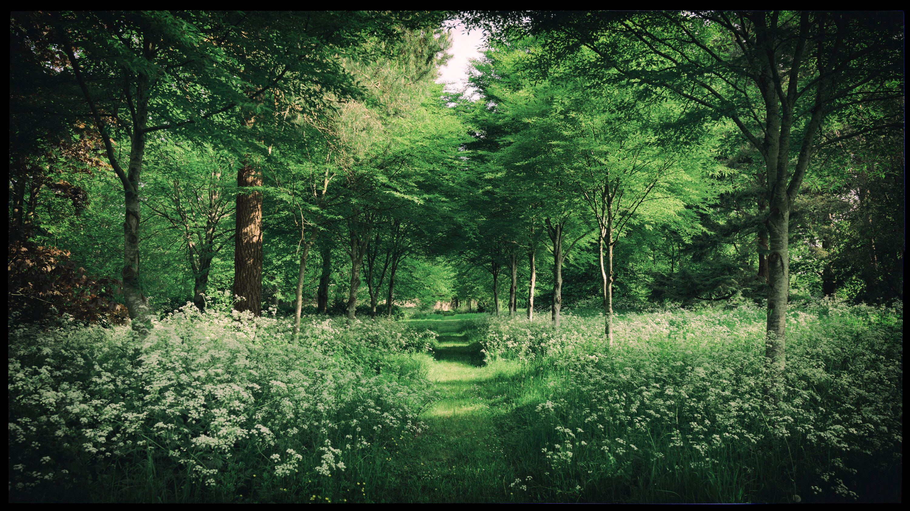 Woodland path at the Goodwood Estate