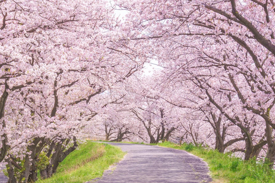 cherry-tree-path.jpg