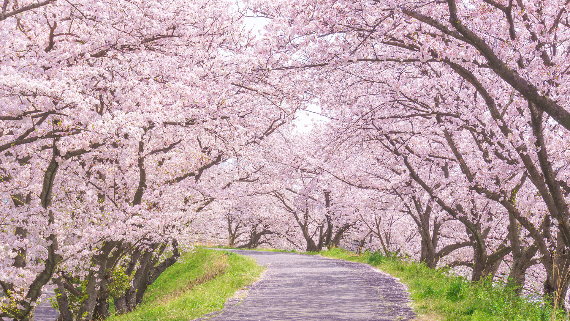 cherry-tree-path.jpg