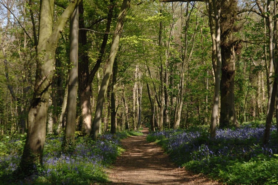 goodwood-art-foundation-bluebell-pathway.jpg