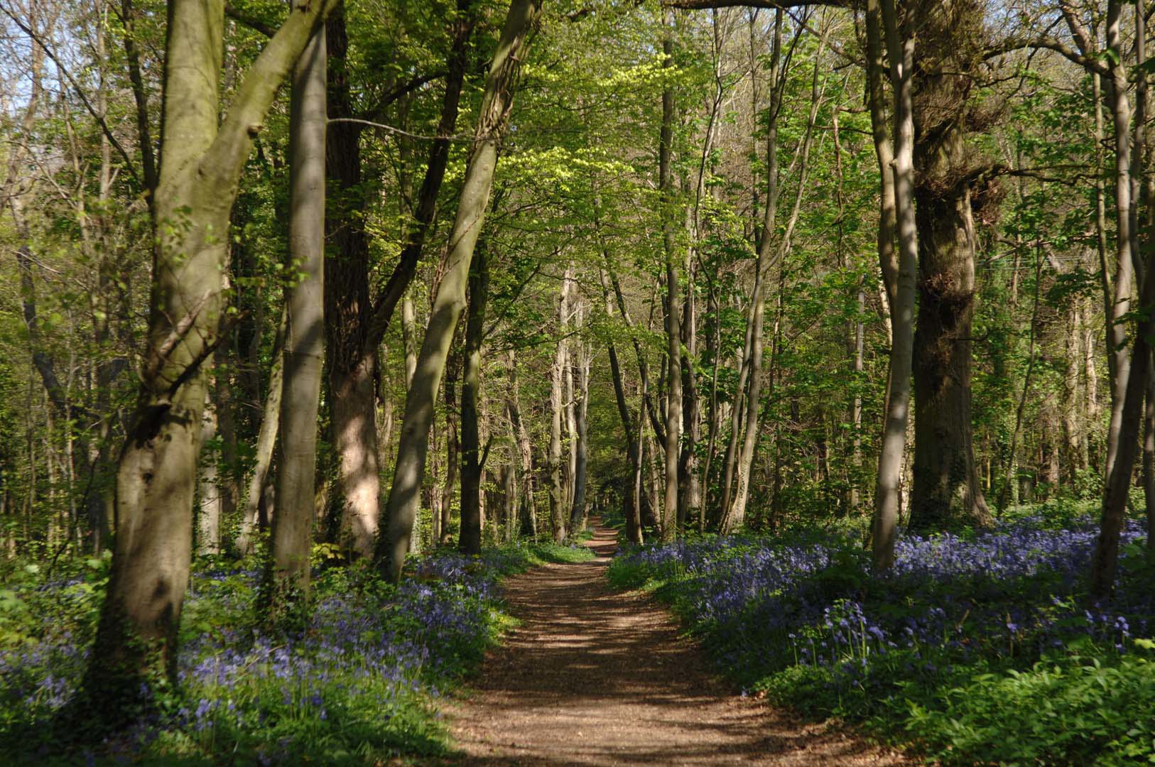 goodwood-art-foundation-bluebell-pathway.jpg