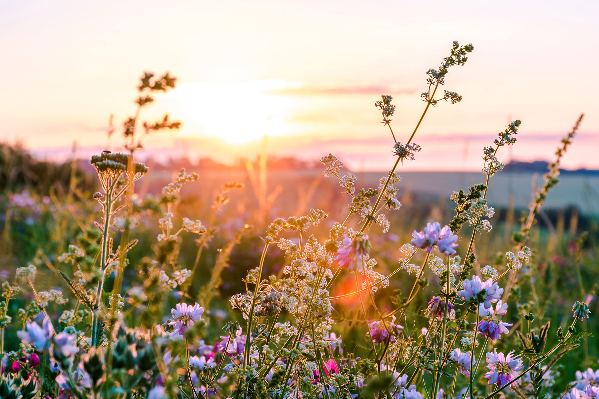 meadow-flowers.jpg